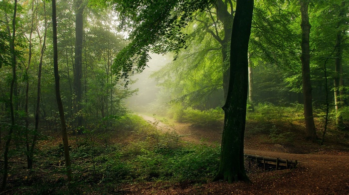 nature, mist, path, trees, shrubs, forest, morning, landscape