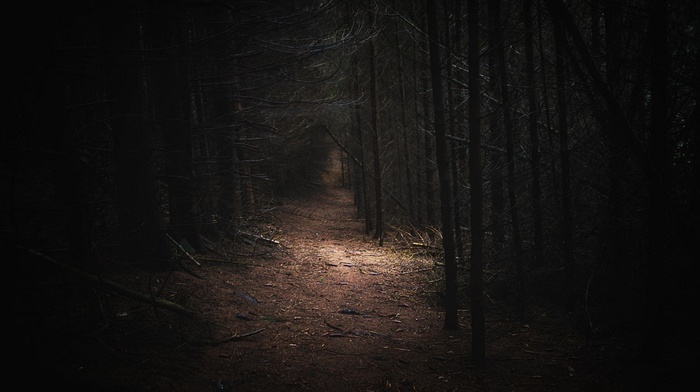 path, daylight, forest, Germany, trees, dark, nature, landscape