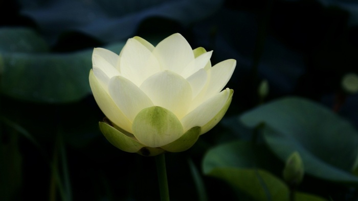 petals, lotus flowers, flowers, closeup, buddhism, symbolic, leaves, nature, white flowers