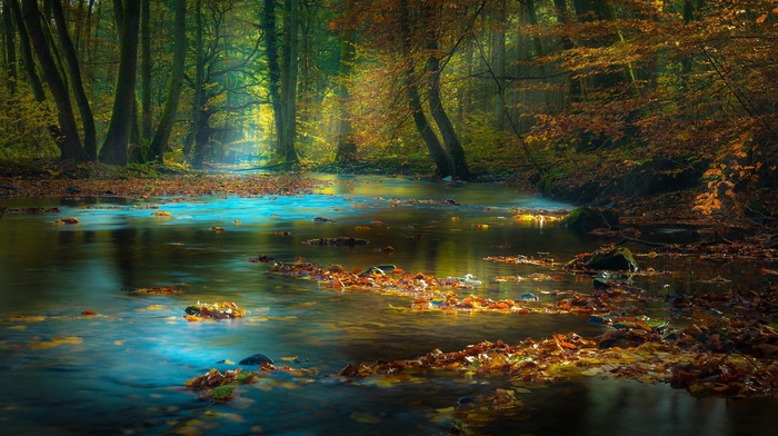 sun rays, forest, nature, river, leaves, sunlight, water, trees, Germany, morning, mist, fall, landscape