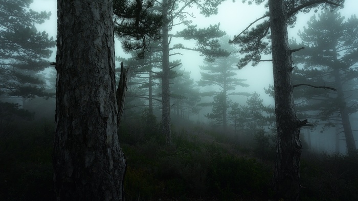 forest, nature, mist