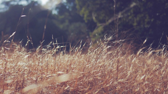 nature, field