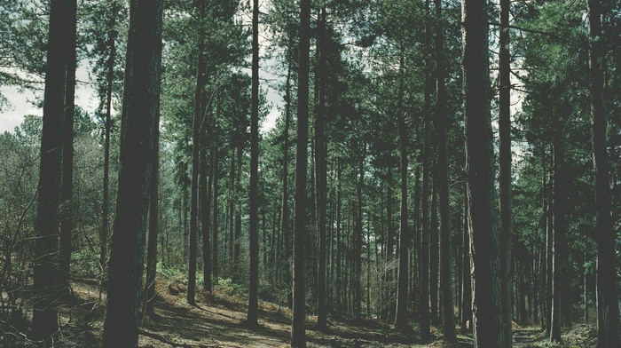 forest, nature