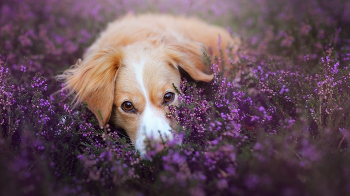 flowers, depth of field, dog, purple flowers, animals