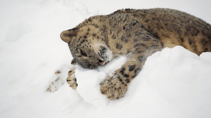 animals, snow, snow leopards, hugging