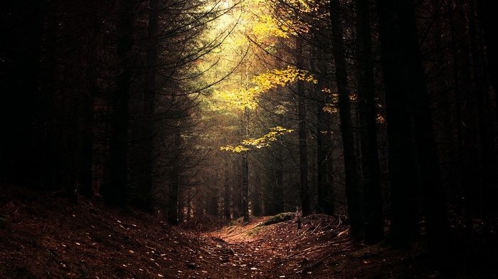 trees, daylight, dark, forest, nature, leaves, path, landscape