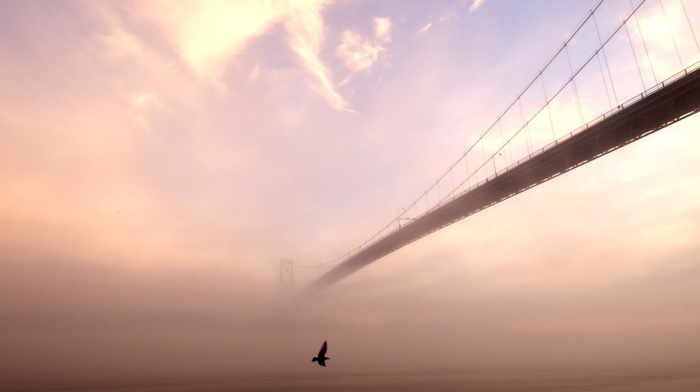 mist, birds, bridge