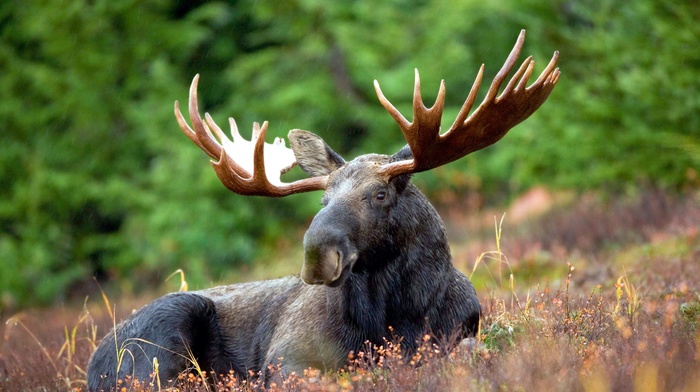 moose, animals