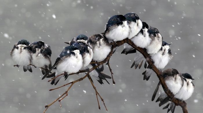 birds, snow