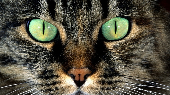 cat, green eyes, fur, closeup, animals, hair, nature