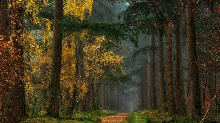 grass, path, colorful, fall, mist, forest, nature, dirt road, yellow, trees, landscape