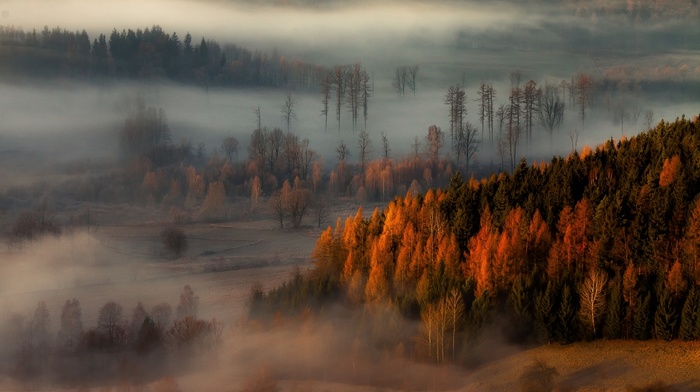 landscape, trees, fall, sunrise, nature, mist, hill, forest
