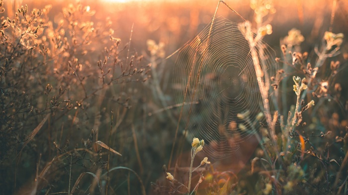 sunlight, nature, Crimea, spiderwebs