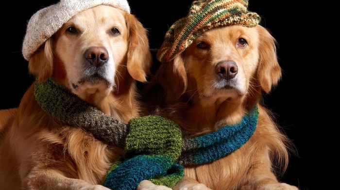scarf, dog, animals, golden retrievers, hat