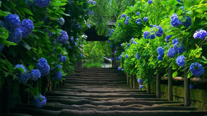 blue flowers, hydrangea, blue, nature, photography