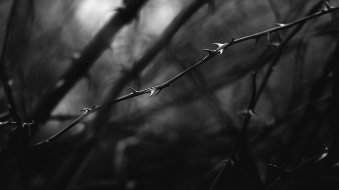 nature, monochrome, macro