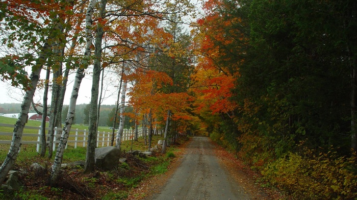 forest, trees, nature