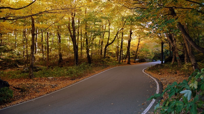 trees, nature, forest