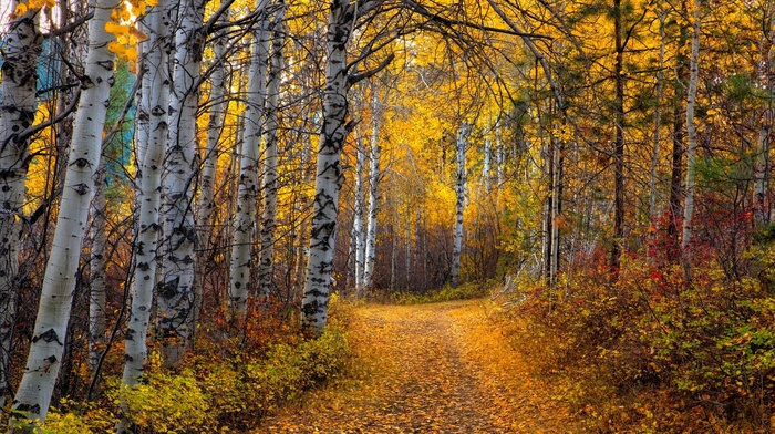 nature, leaves, yellow, forest, aspen, path, trees, landscape, shrubs, dirt road