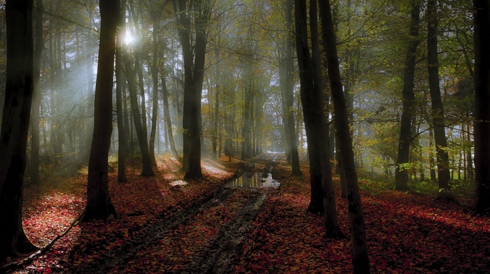sunlight, landscape, leaves, path, nature, tracks, mist, forest, fall, trees, puddle, Netherlands