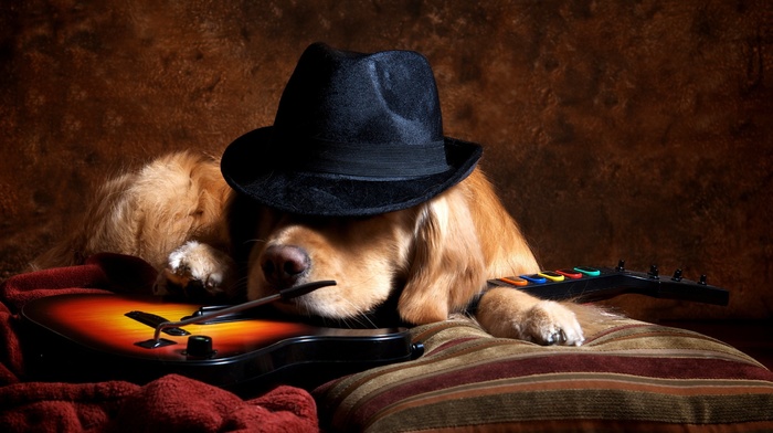 hat, golden retrievers, animals, Guitar Hero, dog, video games, guitar