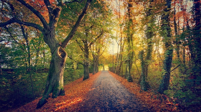 moss, Germany, nature, landscape, sunlight, trees, path, fall, leaves, morning, shrubs