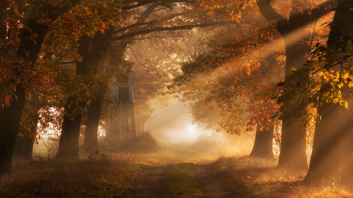 fall, path, dirt road, sun rays, leaves, sunrise, nature, landscape, morning, trees, grass, mist