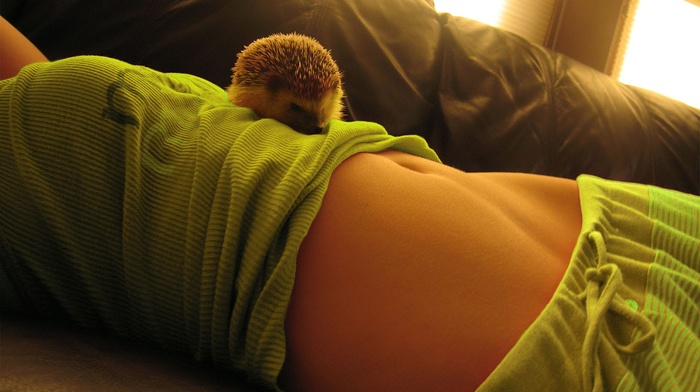 navel, hedgehog, girl, flat belly