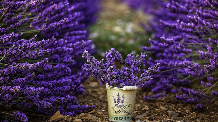purple flowers, flowers, depth of field, photography, lavender, bucket