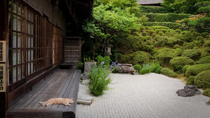 cat, Japan