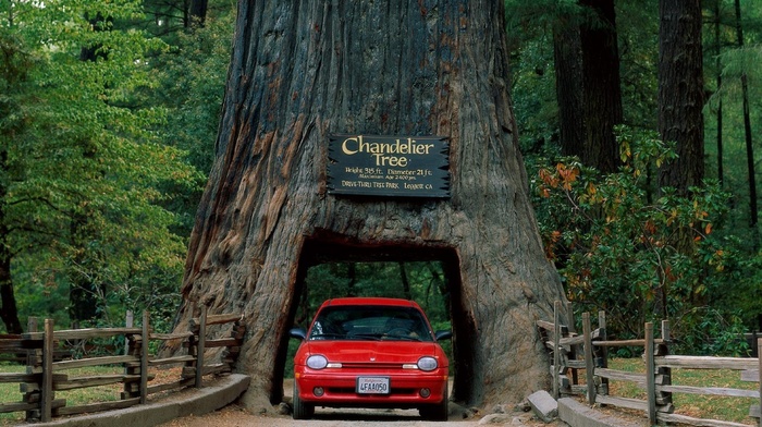 grass, trees, USA, car, Dodge Neon, record, road, california, nature