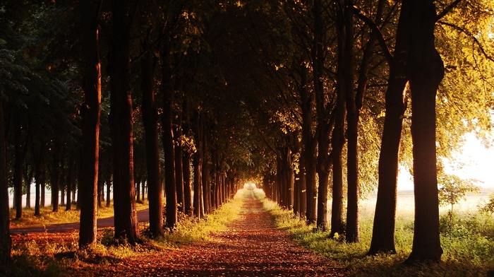 grass, nature, leaves, trees, road