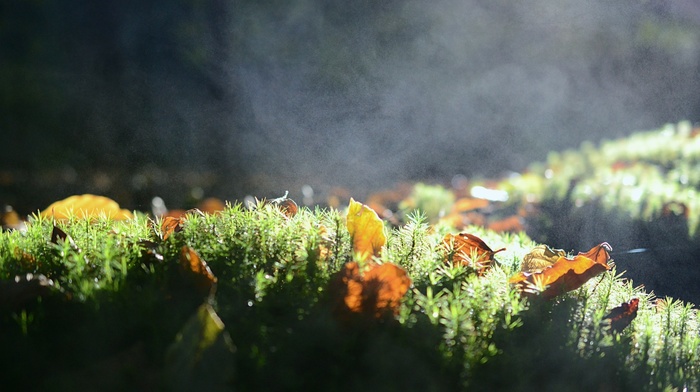 grass, mist, moss