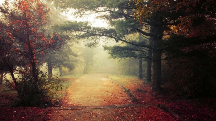 daylight, landscape, trees, fall, mist, morning, shrubs, park, nature, leaves, grass, path, walkway