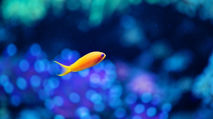 underwater, yellow, blue, nature, fish, alone, depth of field, water, bokeh, sea
