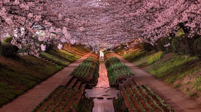Yokohama, garden, Japan, cherry blossom