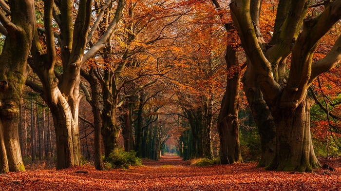 trees, morning, path, fall, nature, Netherlands, leaves, tunnel, landscape, colorful