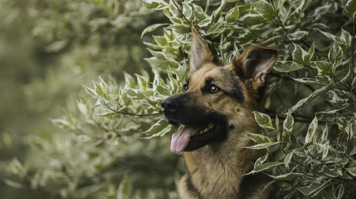 German Shepherd, leaves, animals, depth of field, dog