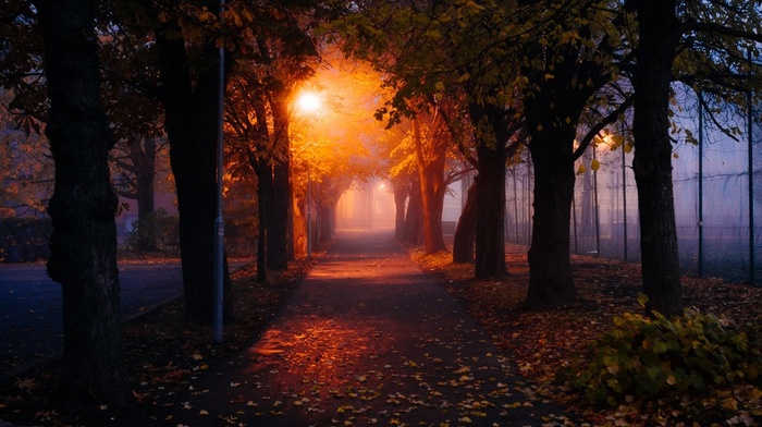 nature, street light, mist, morning, leaves, lights, path, park, trees, fall