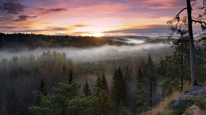 nature, trees, mist, sunrise, fall, forest, Finland, clouds, sky, landscape