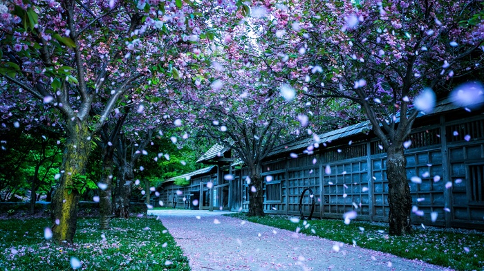 Blossom, grass, flowers, park, spring, trees, nature, snow, path, abstract, landscape