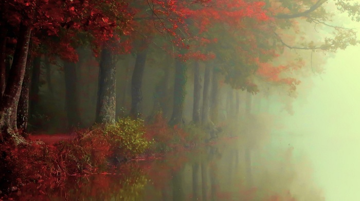 forest, river, reflection, trees, fall, leaves, shrubs, morning, mist, nature, landscape, atmosphere, red