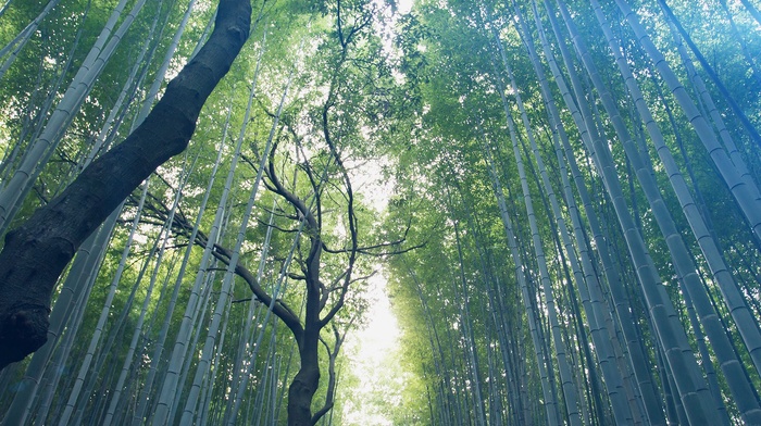 forest, leaves, nature, bamboo, trees, sunlight, branch