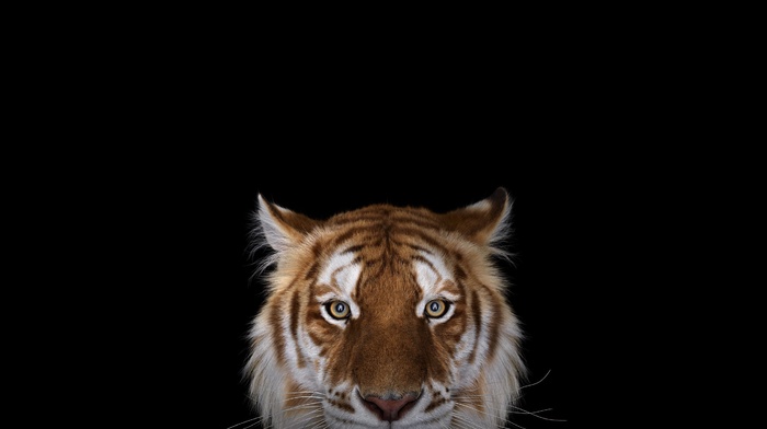 Bengal tigers, simple background, wildlife