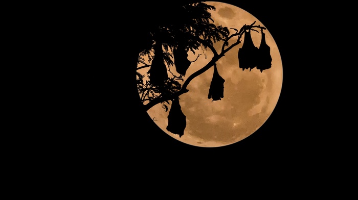 moon, bats, night, simple background