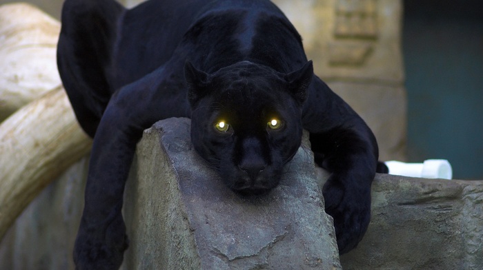 Black Panther