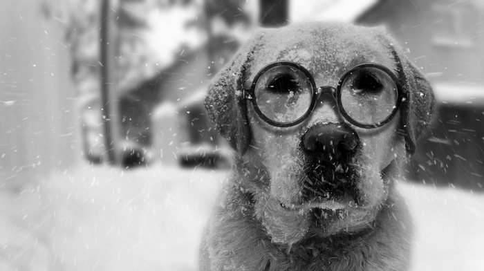 Benny, winter, mbrlic, dog, snow, Labrador