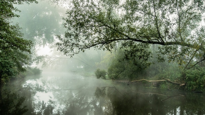 mist, landscape, atmosphere, daylight, nature, water, river, morning, shrubs, reflection, trees