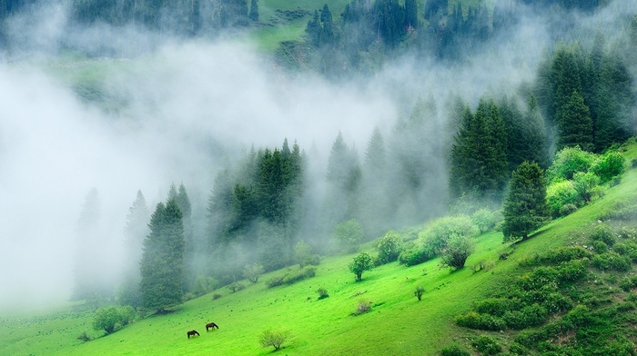 nature, forest, grass, hill, mist, landscape, green, morning, China, trees