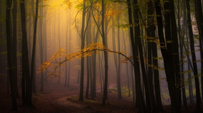 mist, trees, path, atmosphere, leaves, morning, forest, fall, nature, sunlight, landscape